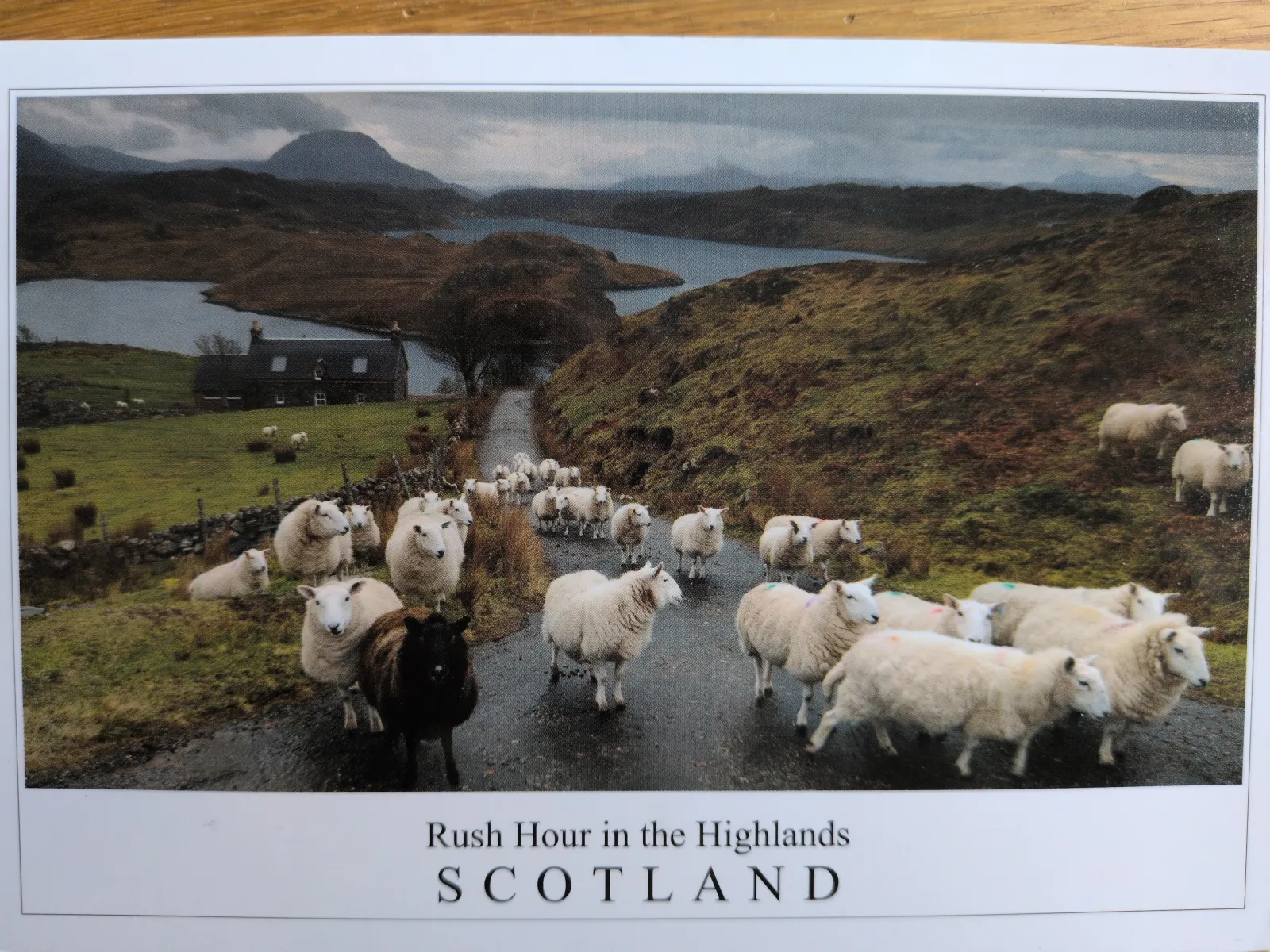 Eine große Herde Schafe drängt sich auf einer schmalen Landstraße in den schottischen Highlands, mit einem Haus und See im hügeligen Hintergrund.
