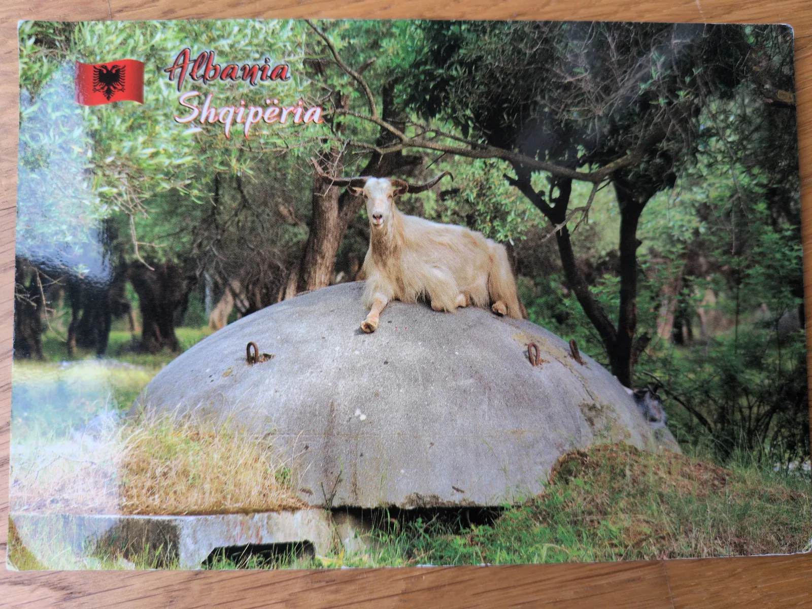 Eine helle Ziege liegt auf einem runden, grauen Betonbunker in grüner Natur, mit albanischer Flagge und Schriftzug "Albania" oben links.