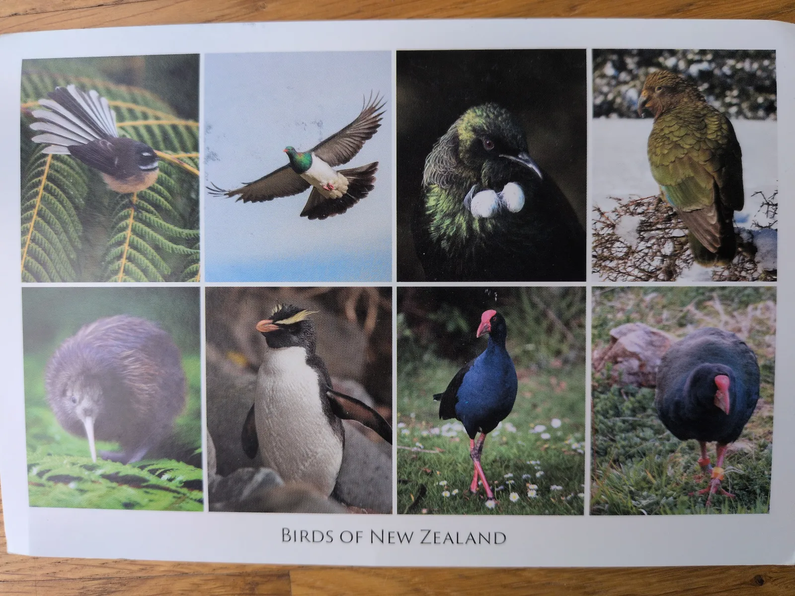 Das Bild zeigt eine Collage aus acht verschiedenen Vögeln Neuseelands.