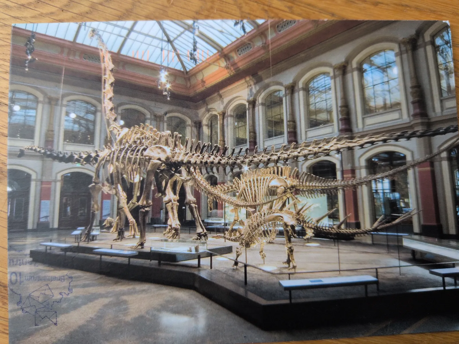 In einem großen Museumssaal mit Glasdach sind mehrere Dinosaurierskelette ausgestellt, darunter ein riesiger Langhalsdinosaurier und kleinere Exemplare.