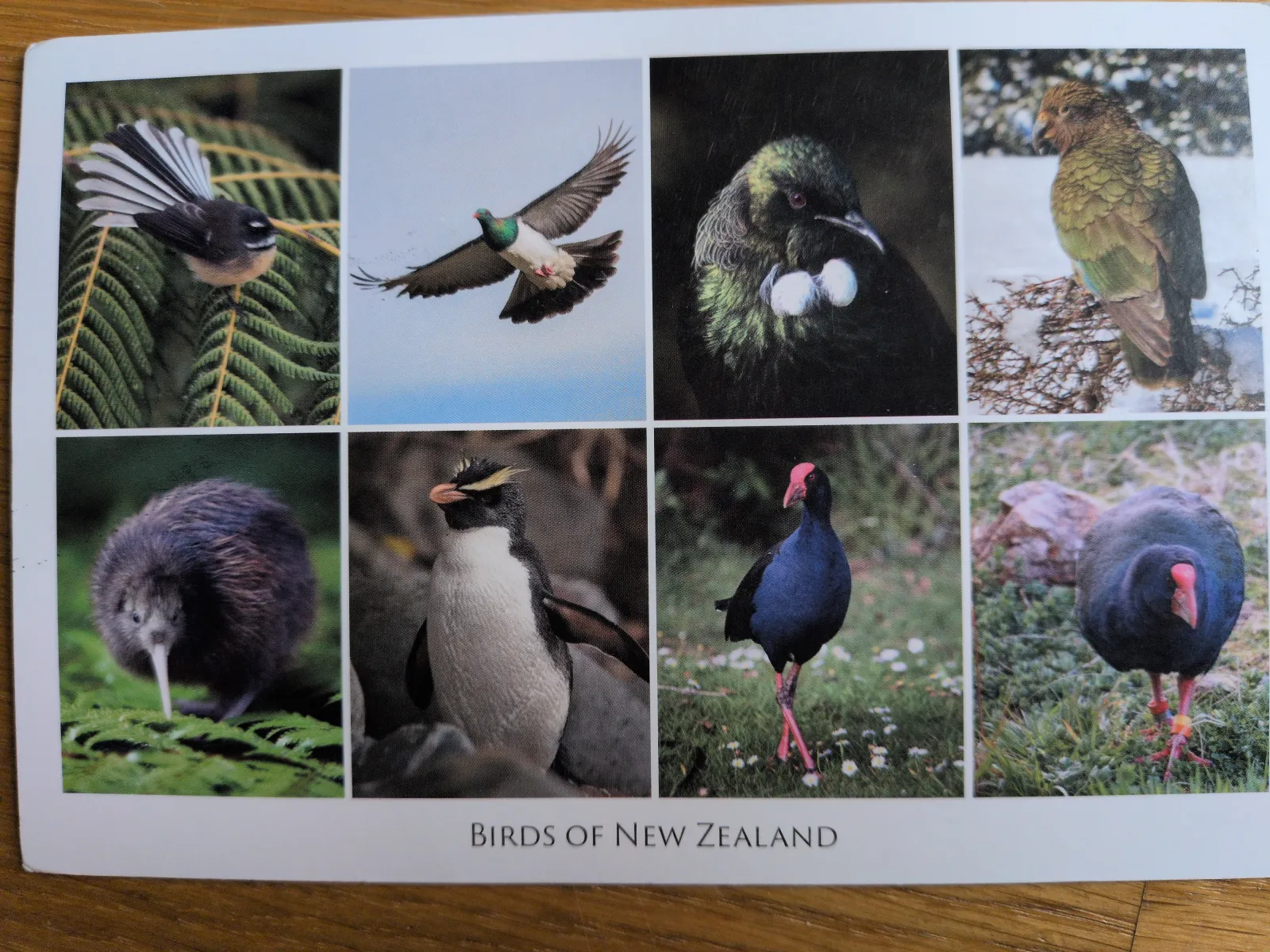 Eine Collage aus acht Fotos verschiedener neuseeländischer Vögel.