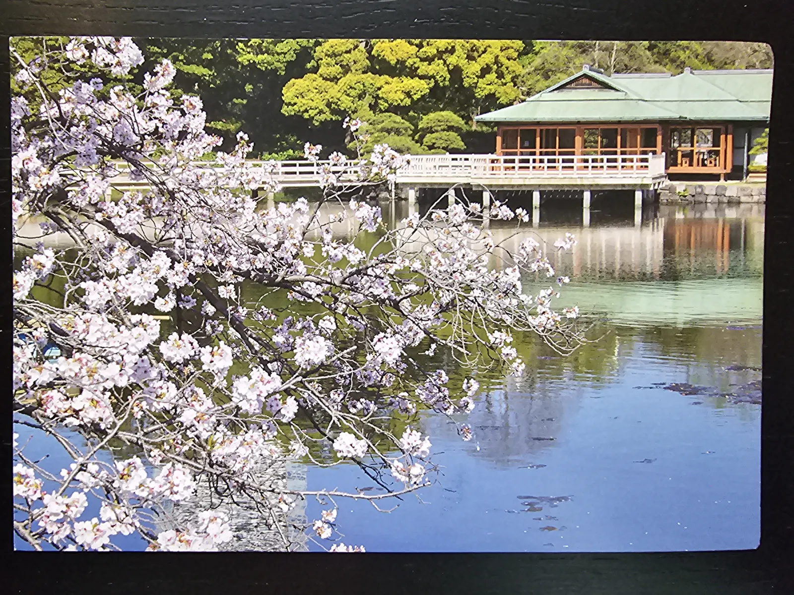 Ein japanischer Teichgarten mit blühenden Kirschzweigen im Vordergrund und einem traditionellen Holzpavillon mit Brücke über dem Wasser im Hintergrund.