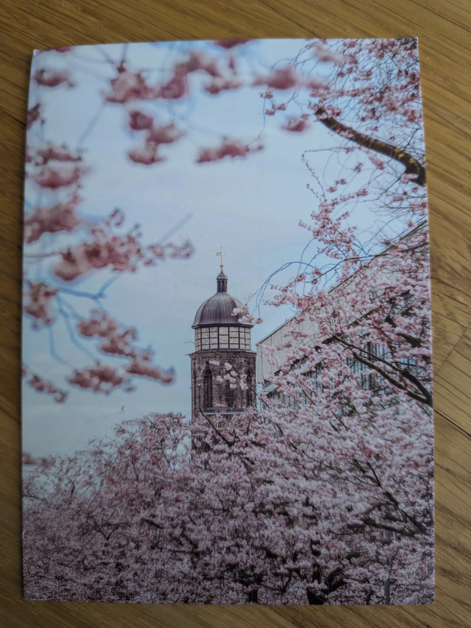 Ein dunkler Kirchturm mit Kuppel ragt zwischen üppigen rosafarbenen Kirschblüten hervor.