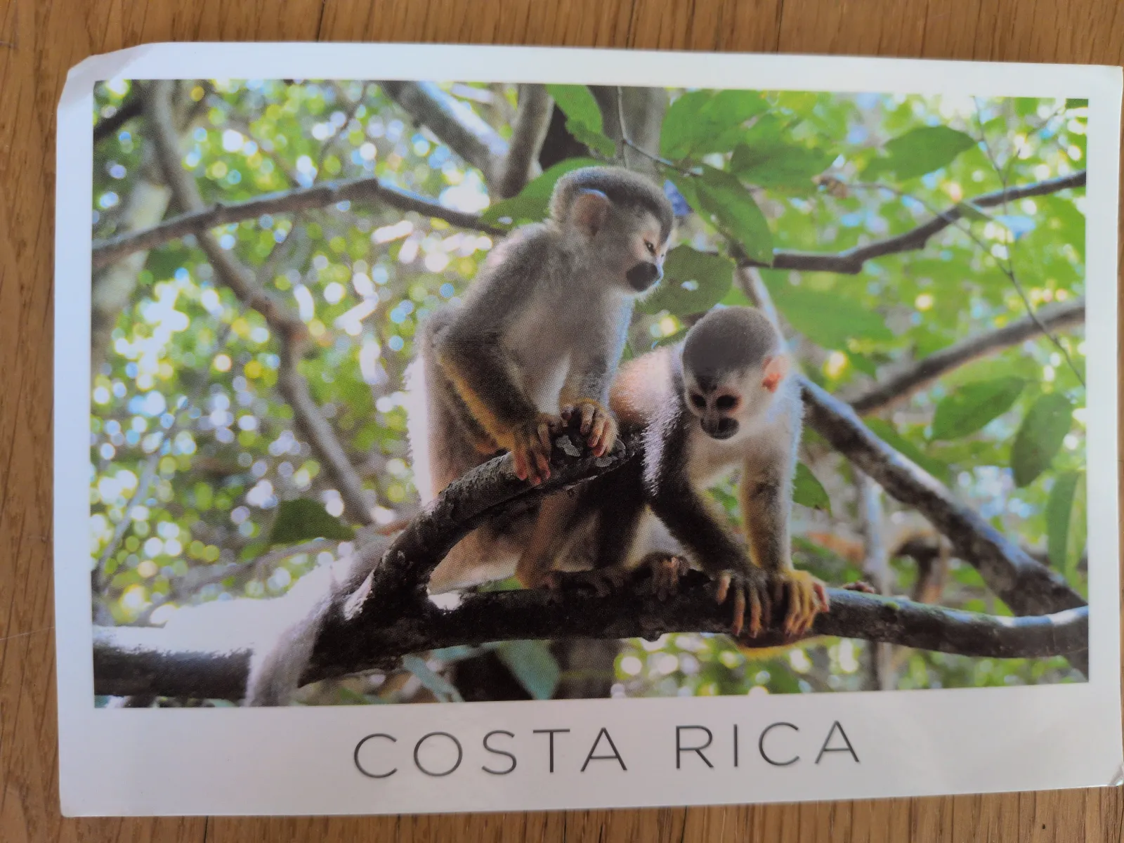 Zwei kleine Affen sitzen auf einem Ast in einem hellgrünen Wald, darunter steht der Schriftzug „COSTA RICA“.