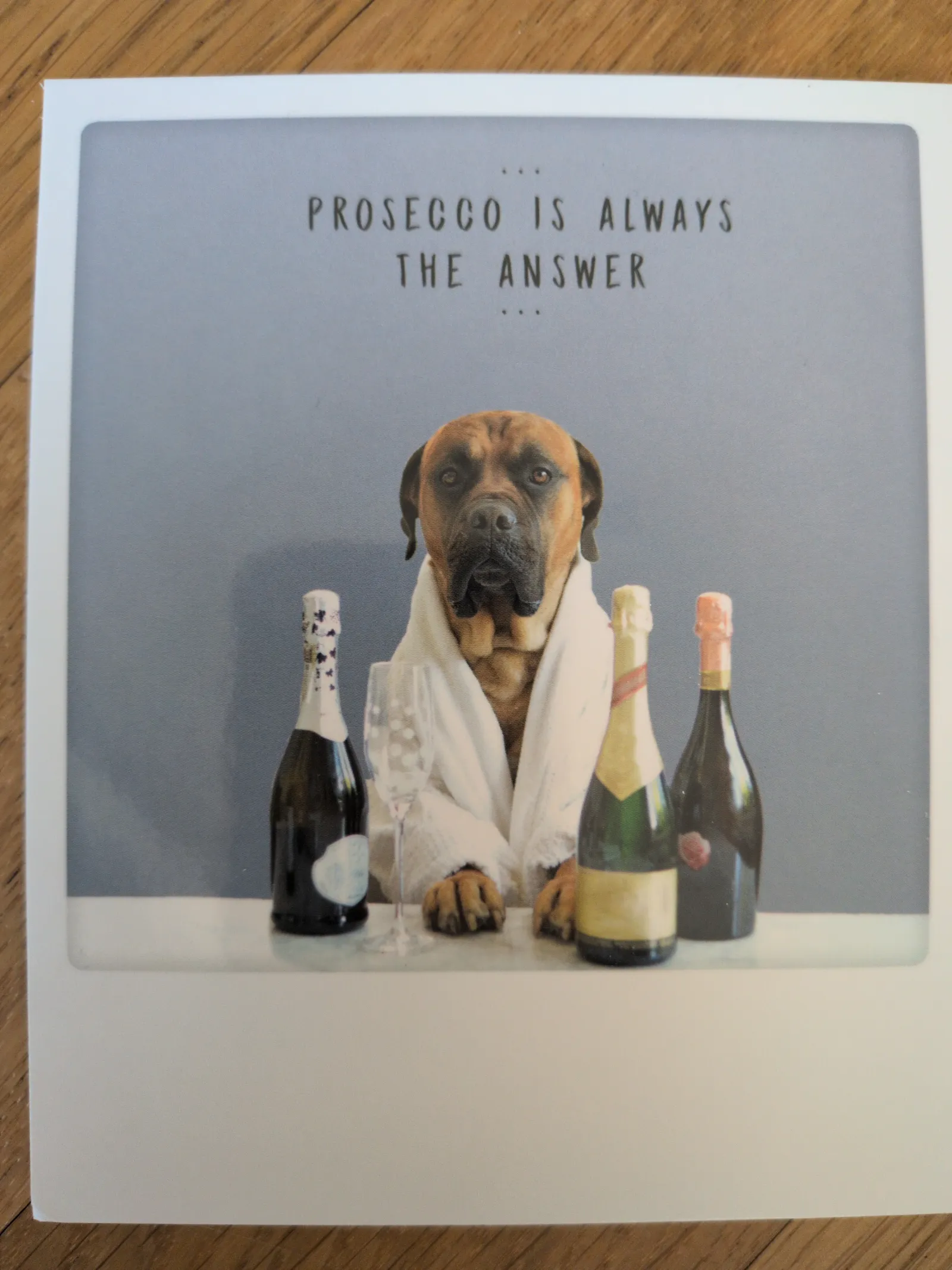 Ein großer brauner Hund im Bademantel sitzt hinter einem Tisch mit drei Flaschen Sekt und einem Glas, darüber steht der Text "PROSECCO IS ALWAYS THE ANSWER".