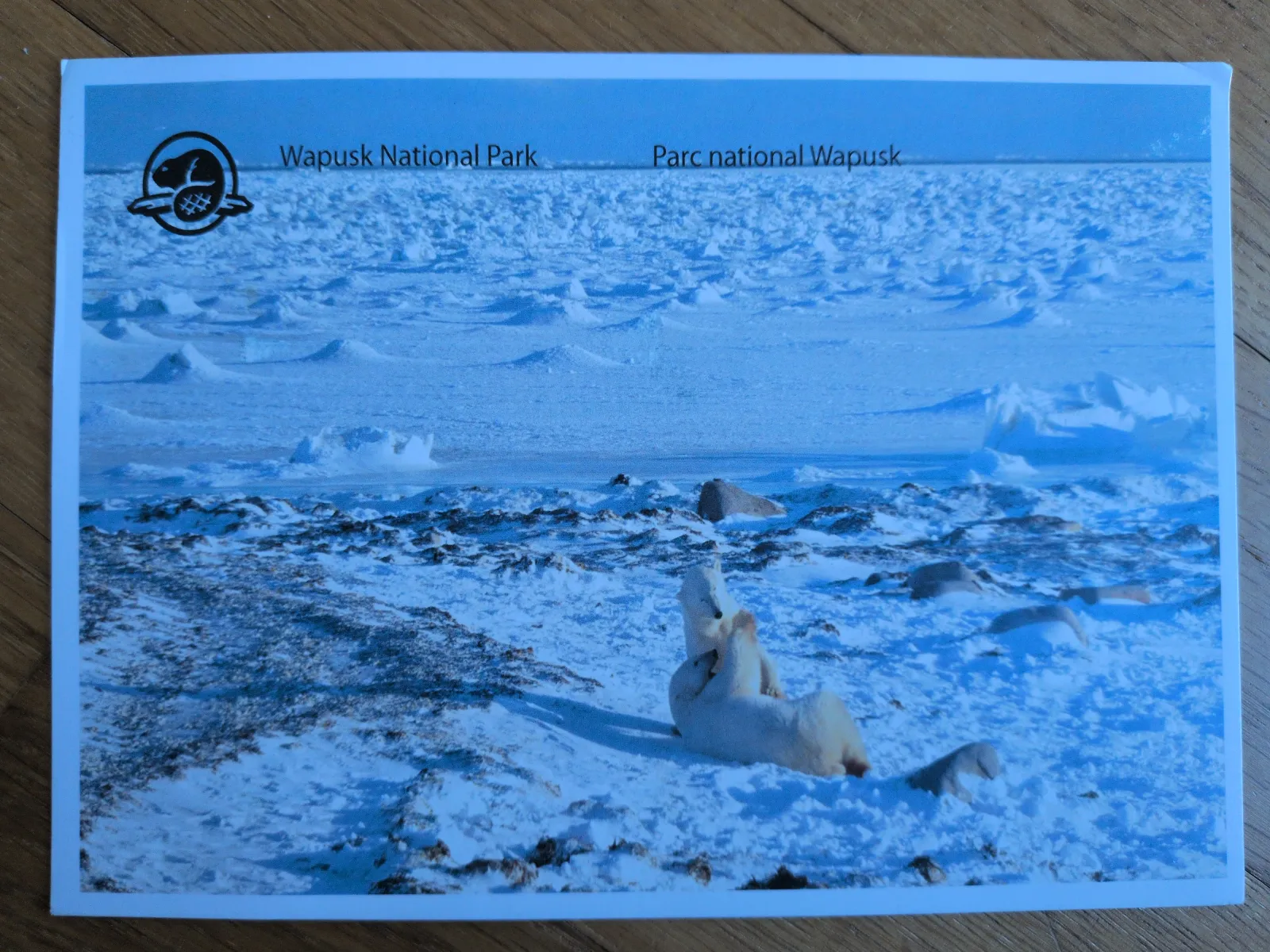 Ein Eisbär liegt spielerisch auf dem Rücken in einer weiten, schneebedeckten Landschaft, die den Wapusk Nationalpark zeigt.