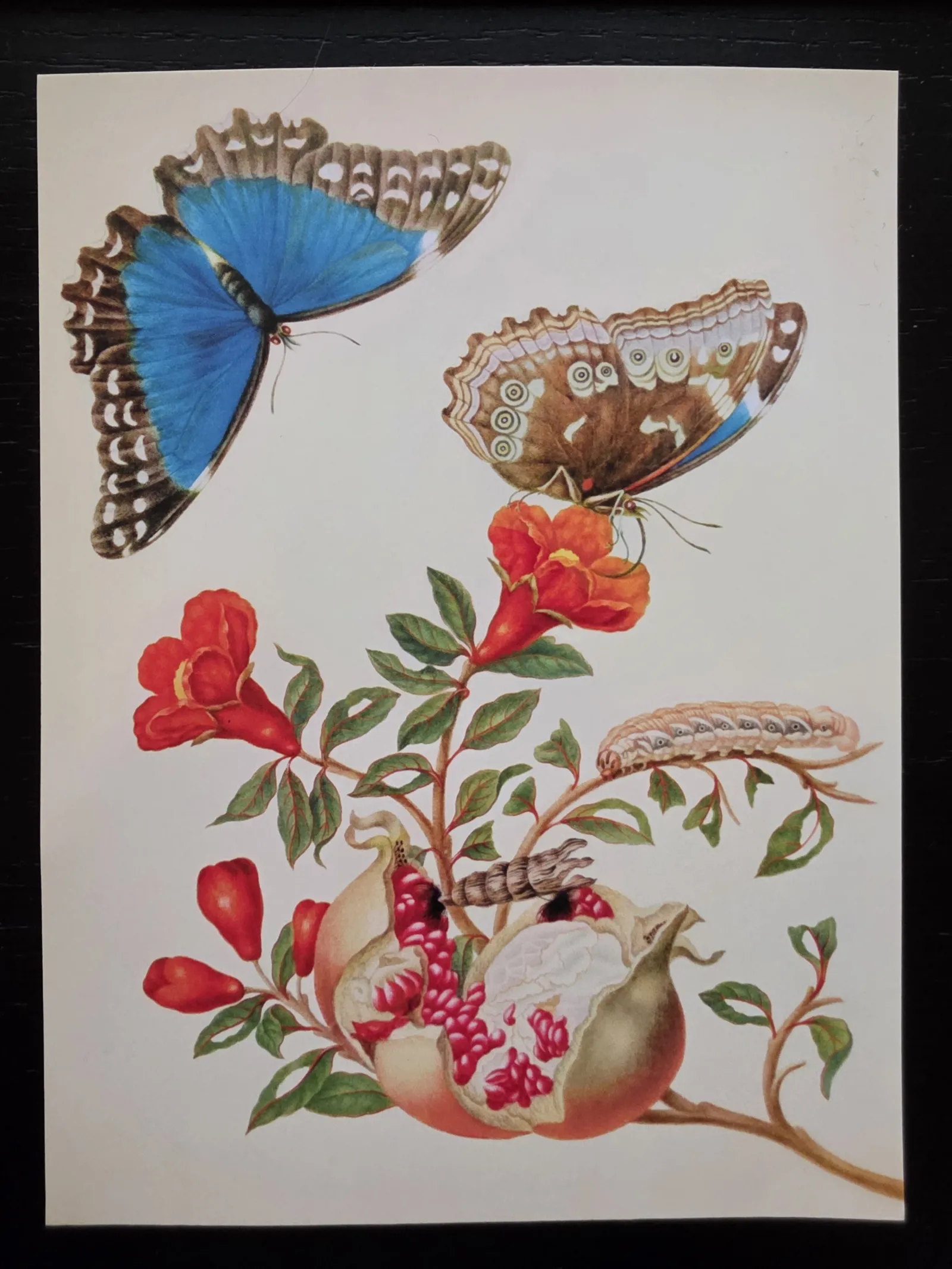 Das Bild zeigt zwei Schmetterlinge, einen Granatapfelzweig mit roten Blüten, teilweise geöffneten Früchten und zwei Raupen.