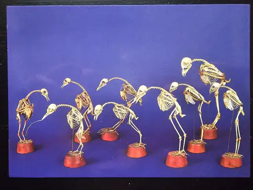 Zahlreiche Vogelskelette mit gesenkten Köpfen stehen auf roten Sockeln vor einem blauen Hintergrund.