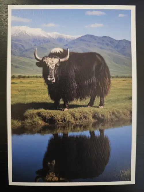 Ein zotteliges, dunkles Yak mit Hörnern steht auf einer grünen Wiese vor schneebedeckten Bergen und spiegelt sich in einem See unter blauem Himmel.