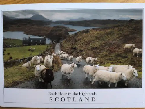 Zahlreiche Schafe bevölkern und blockieren eine schmale Straße in den schottischen Highlands, einer bergigen Landschaft mit See und einem Haus unter bewölktem Himmel.