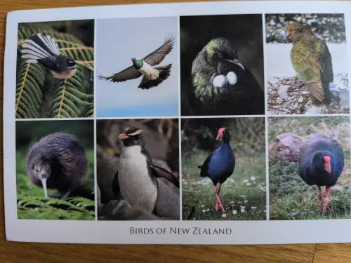 Eine Collage aus acht Fotos verschiedener neuseeländischer Vögel.