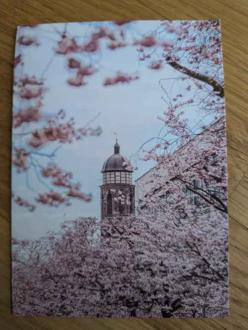 Ein dunkler Kirchturm mit Kuppel ragt zwischen üppigen rosafarbenen Kirschblüten hervor.